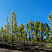 Kiefernwald  beim Chinyero (© Buelipix)