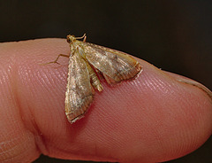 Moth IMG_1763