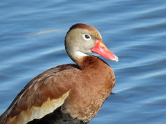 Day 4, Black-bellied Whistling Duck