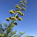 Yucca glorioso [2022-06-24 17.06.13]
