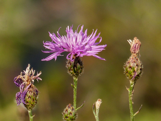 Spotted Knapweed - PROHIBITED NOXIOUS