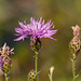 Spotted Knapweed - PROHIBITED NOXIOUS