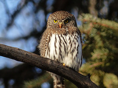 Northern Pygmy-owl - from the archives