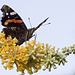 Red Admiral 2