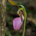 Cypripedium acaule (Pink Lady's-slipper orchid)