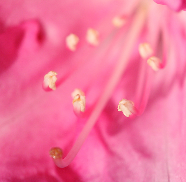 Rhododendron stamens