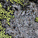 lichen versus roche