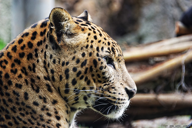 Leopard im Bioparc Valencia (© Buelipix)