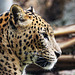Leopard im Bioparc Valencia (© Buelipix)