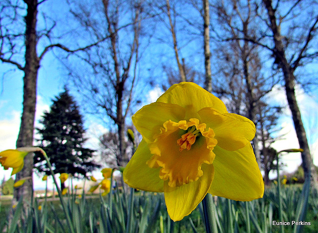 Down Low With Daffodils.
