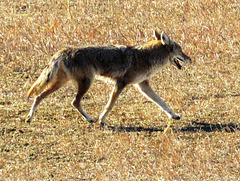 Plains Coyote (Canis latrans latrans) - Cathy Fromme Prairie  Natural Area; City of Fort Collins Natural Areas
