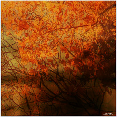...autumn image...