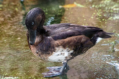 Duck preening