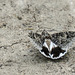 Day 8, moth, the Old Cemetery, Santa Ana NWR