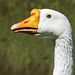Domestic Goose male - blue-eyed beauty