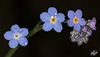 Forget-Me-Nots with Droplets at Honeyman State Park (+5 insets)