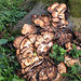 20150909 191355Hw [D~LIP] Riesenporling (Meripilus giganteus), Landschaftsgarten, Bad Sazluflen