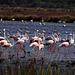 semi-pink flamingos