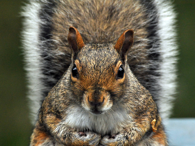 squirrel DSC 3536