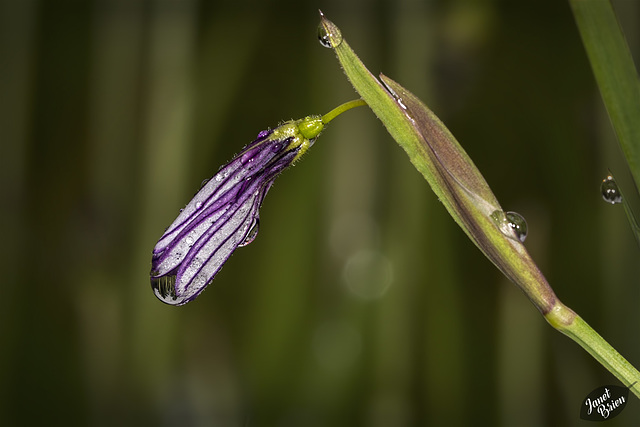 Pictures for Pam, Day 203: Droplet-Covered Purple Bud