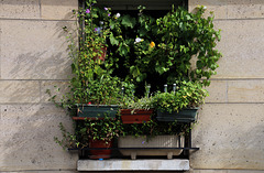 Rideau végétal , dans Paris