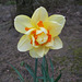 SoS[21] - double daffodil