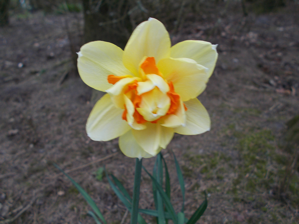 SoS[21] - double daffodil