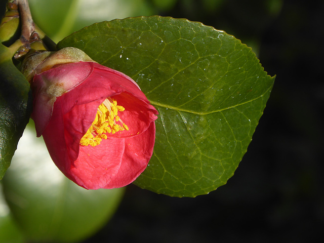una camellia di gennaio