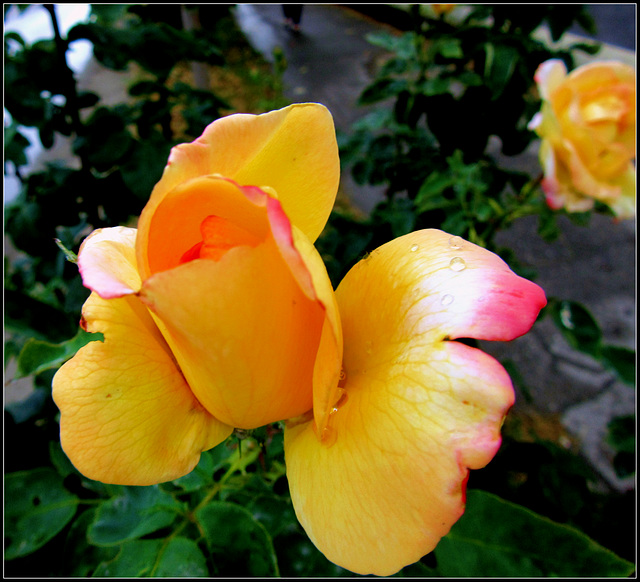 Sárga rózsa  Yellow Rose