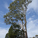 Eucalyptus At Brady's Lookout