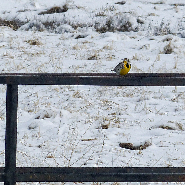 Western Meadowlark