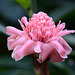 Pink ginger flower