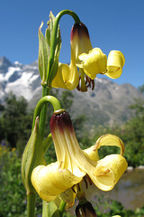 Lis à étamines soudées = Lilium monadelphum (Liliacées, Caucase)
