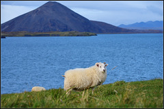 #30 Iceland..more sheep than people - Contest Without Prize (2020/01 CWP) Like a painting