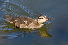 Duckling (2)
