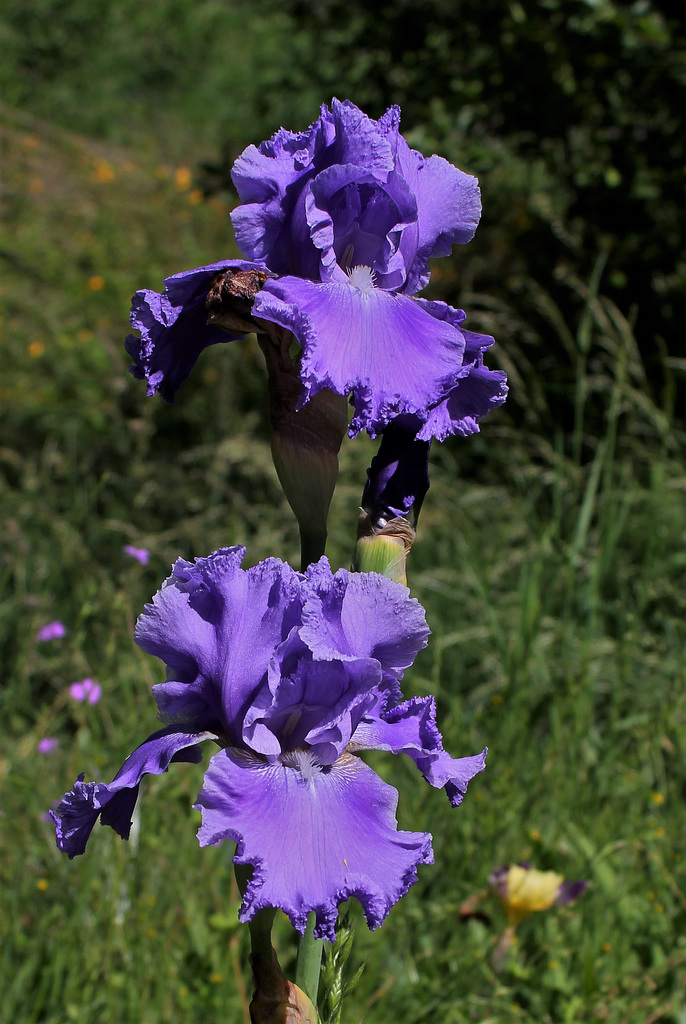 Iris 'Cape Perpetua'