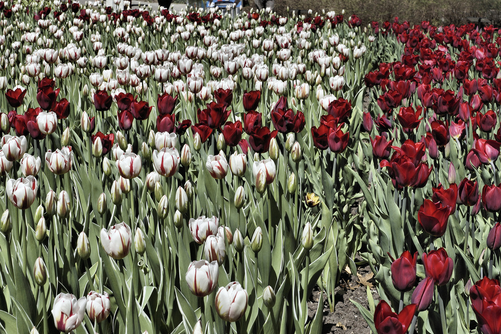 "Maple Leaf" Tulips – Canadian Tulip Festival, Dow’s Lake, Ottawa, Ontario, Canada