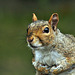 squirrel DSC 3546
