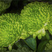 Green Santini Chrysanthemum
