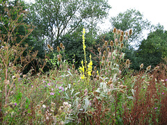Great Mullein and Teasel at Hill Covert
