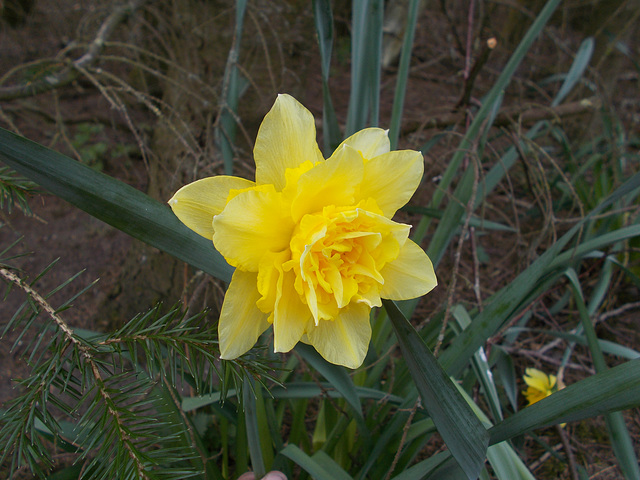 SoS[21] - triple daffodil