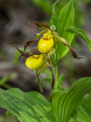 Cypripedium parviflorum var. parviflorum (Small Yellow Lady's-slipper orchid)