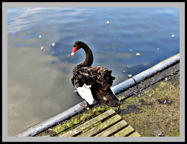 Swan Lake.