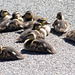 Ducklings (1)