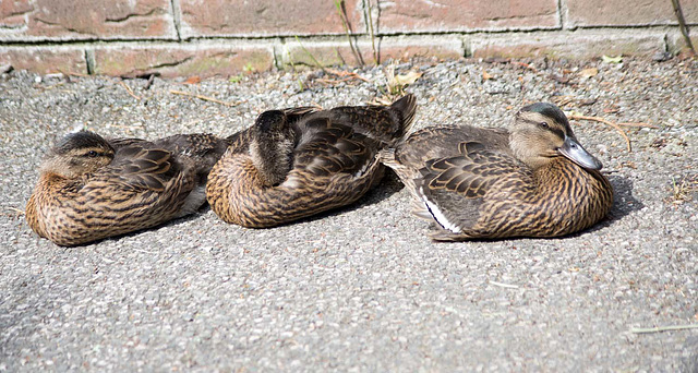 Ducklings sunbathing