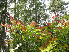 Sommerfarben im Wald