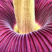 Hortus Botanicus 2022 – Amorphophallus titanum