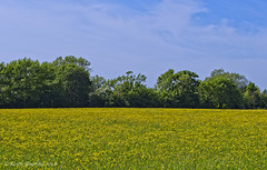 Field of Buttercups  (1)