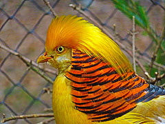 A golden pheasant (Chrysolophus pictus). Poing, Germany.