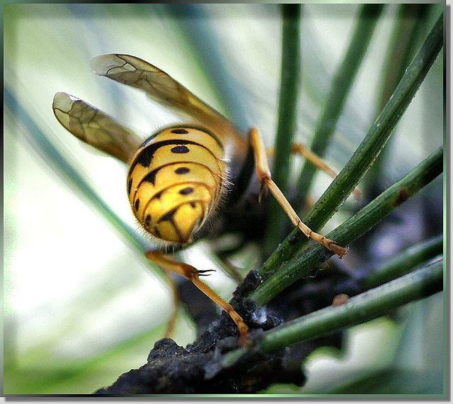 The dangerous side of the Wasp... ©UdoSm